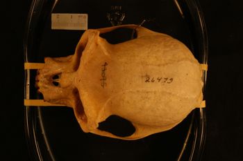Media type: image;   Mammalogy 26479
